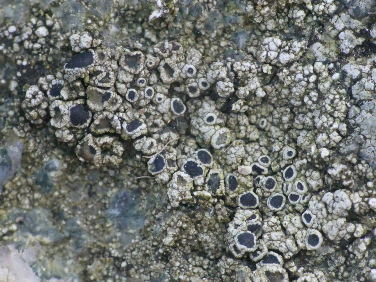Lecanora gangaleoides (door Guido Berger)