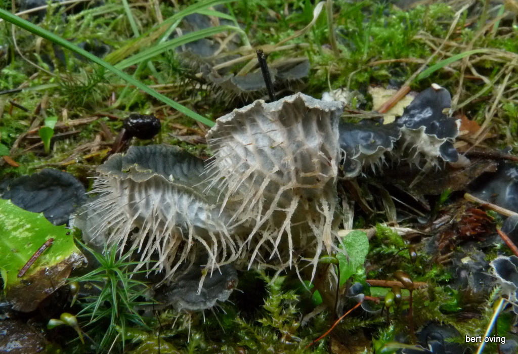 Peltigera membranacea (door Bert Oving)