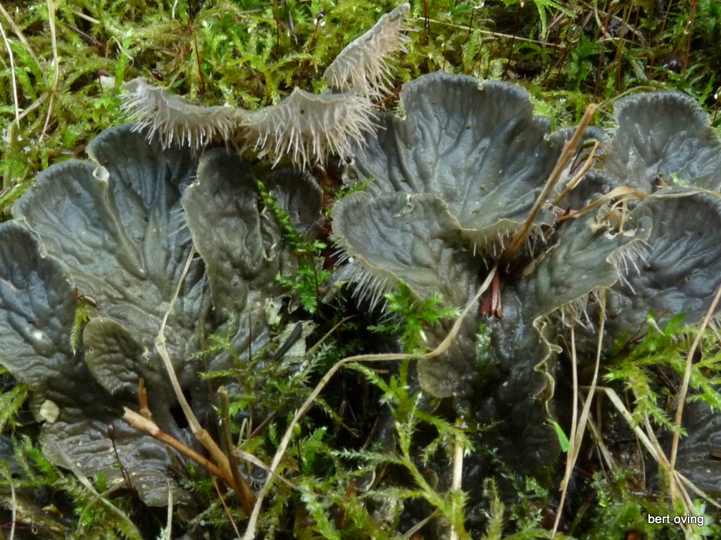 Peltigera membranacea (door Bert Oving)