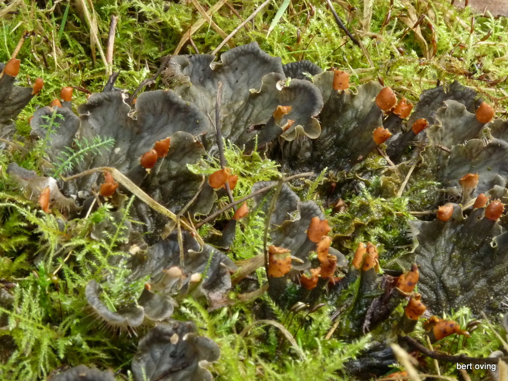 Peltigera membranacea (door Bert Oving)