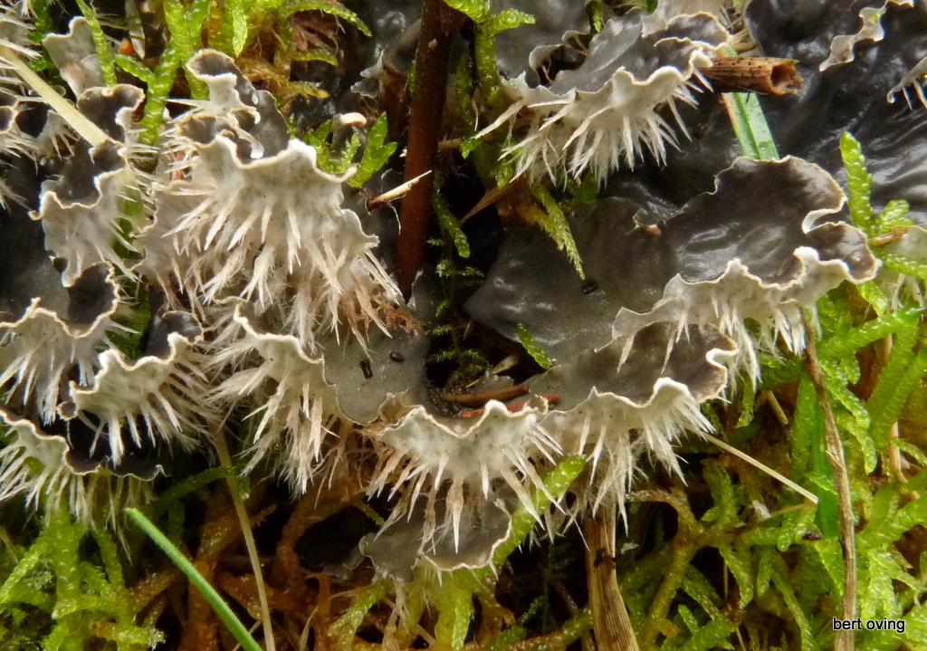 Peltigera hymenina (door Bert Oving)