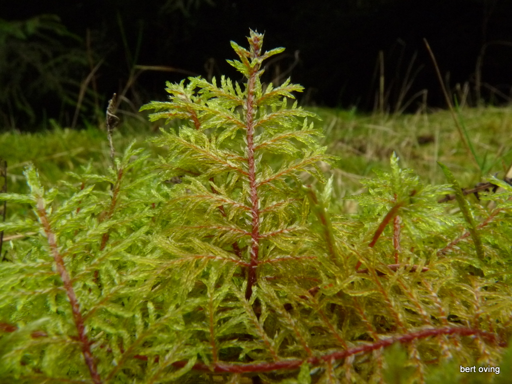 Hylocomium splendens (door Bert Oving)