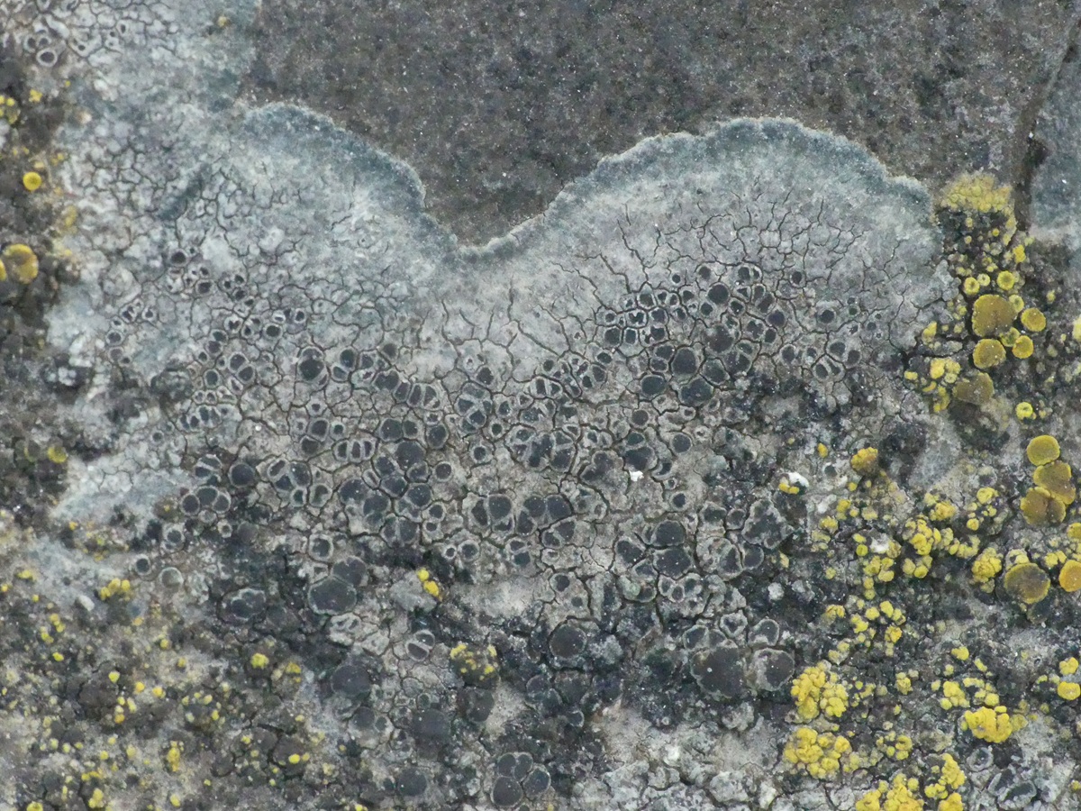 Lecanora helicopis (door Guido Berger)