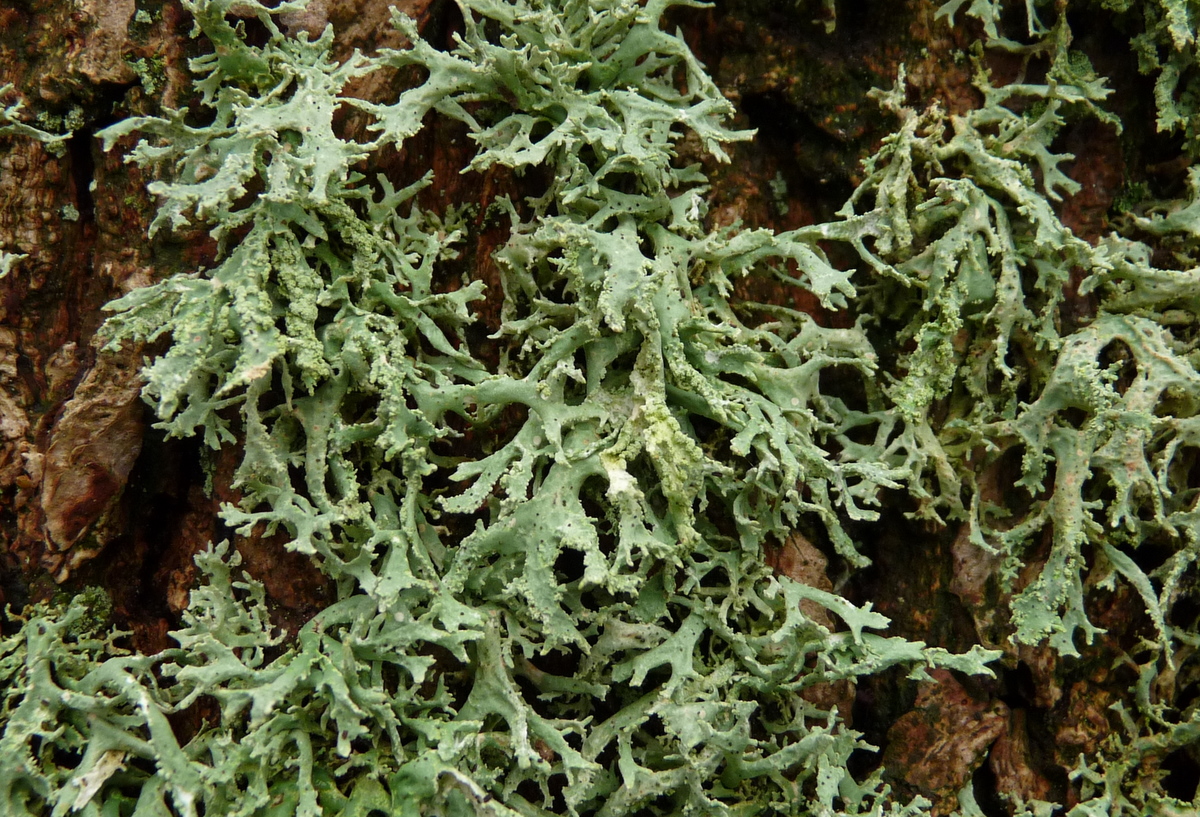 Evernia prunastri (door Bert Oving)