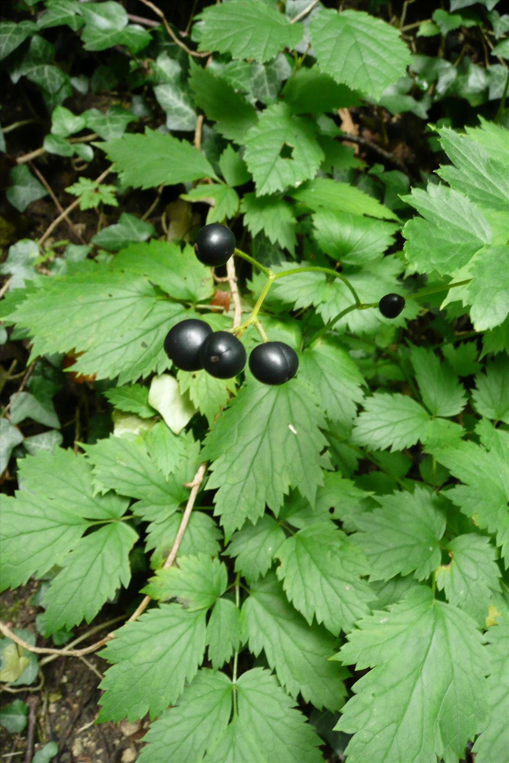 Actaea spicata (door Annie Vos)