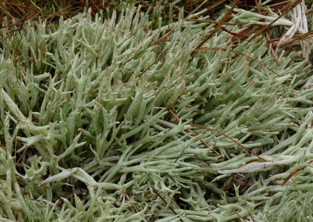 Cladonia uncialis (door Bert Oving)