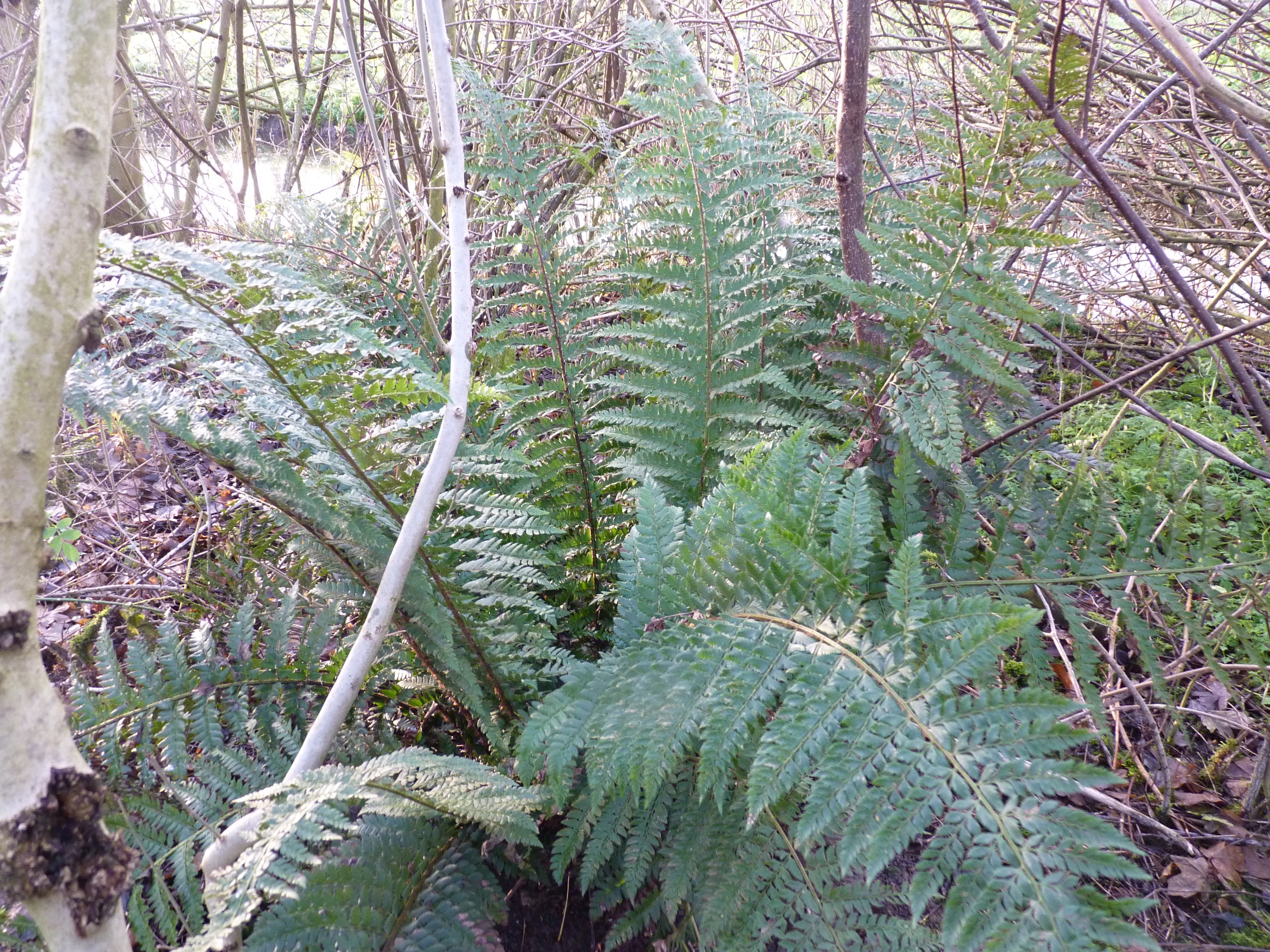 Polystichum x bicknellii (door Sipke Gonggrijp)