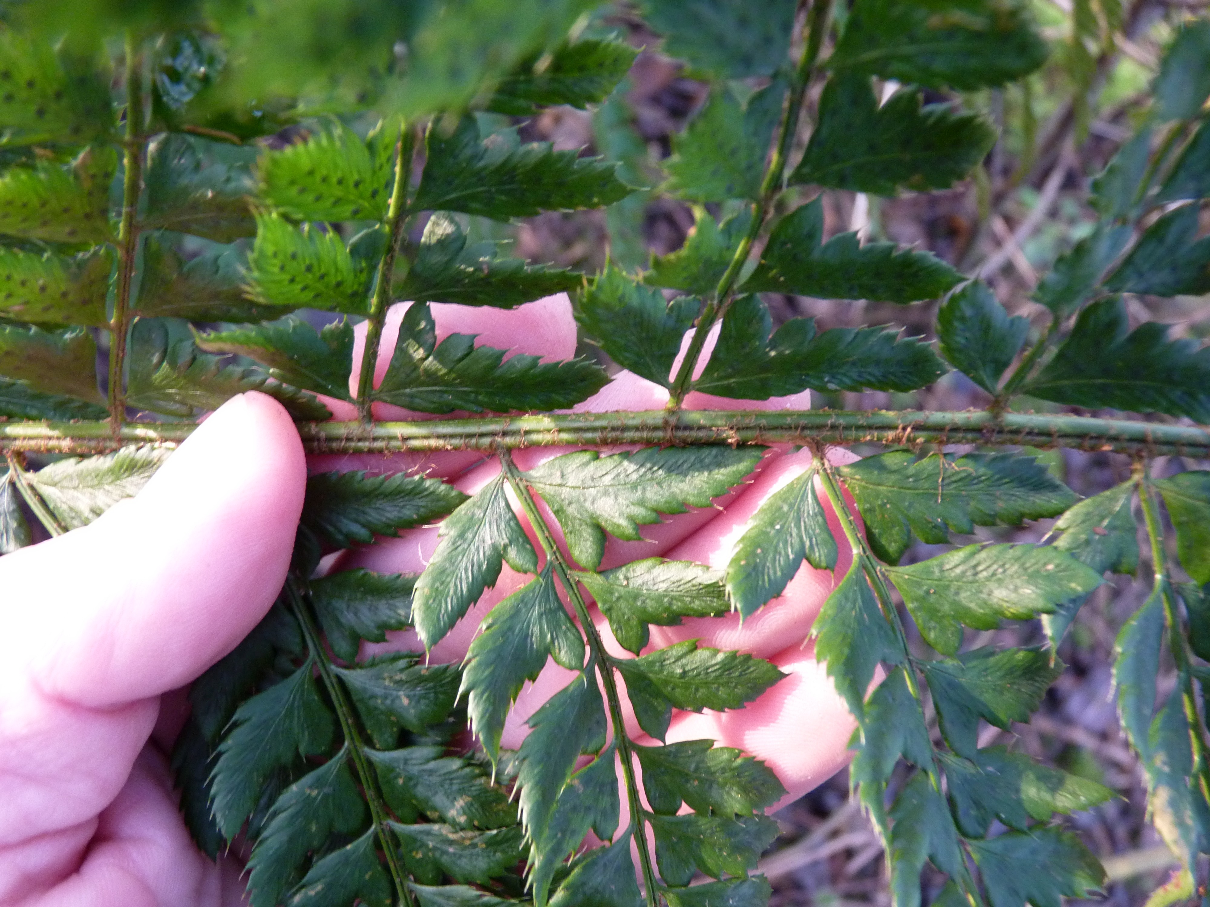 Polystichum x bicknellii (door Sipke Gonggrijp)