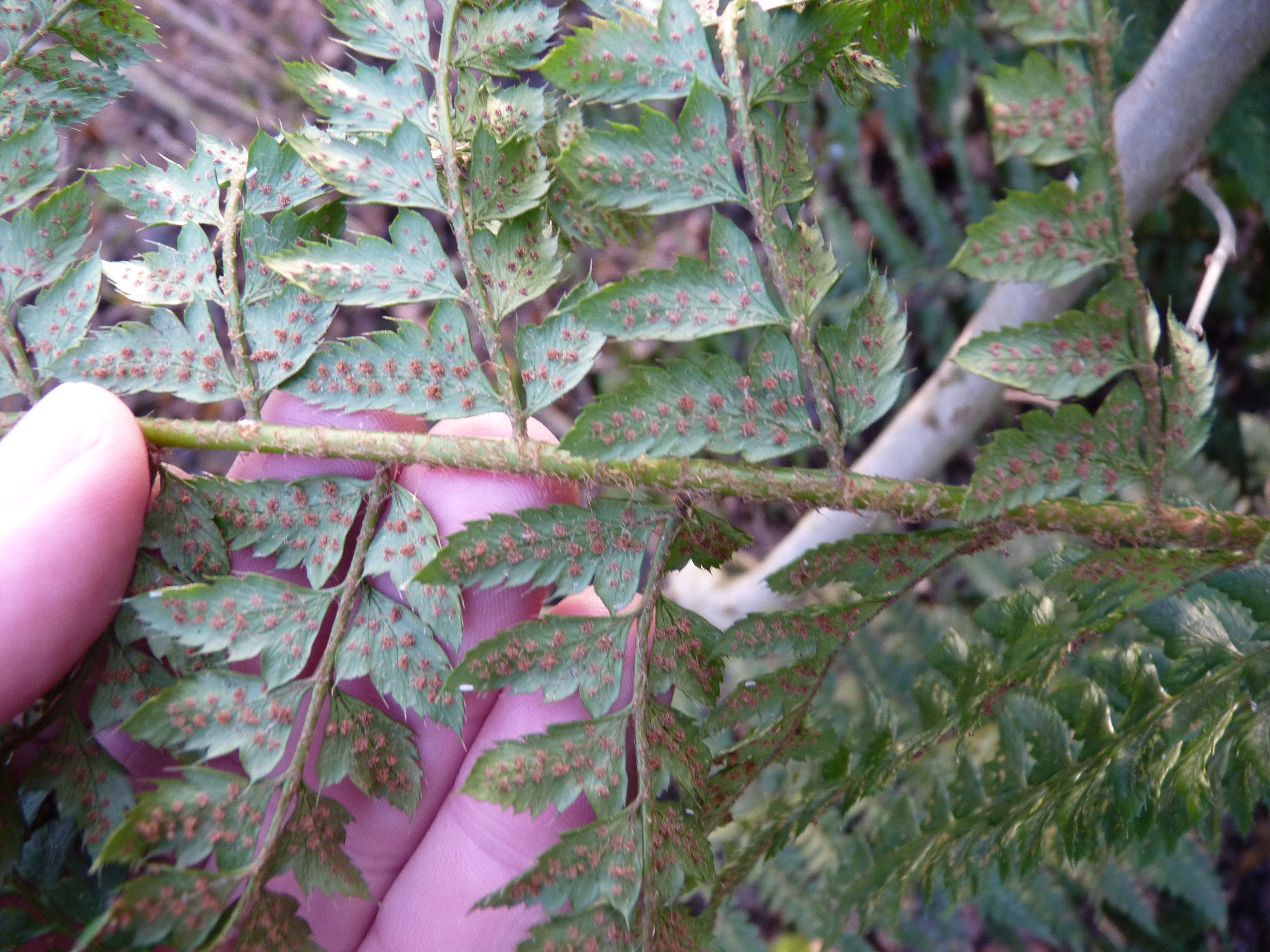 Polystichum x bicknellii (door Sipke Gonggrijp)