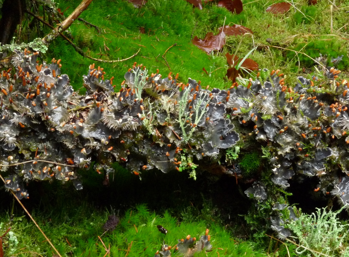 Peltigera hymenina (door Bert Oving)