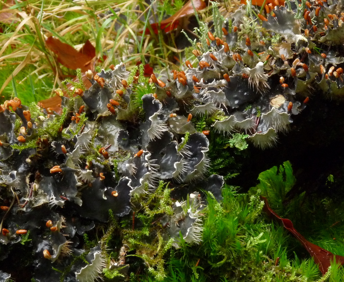 Peltigera hymenina (door Bert Oving)