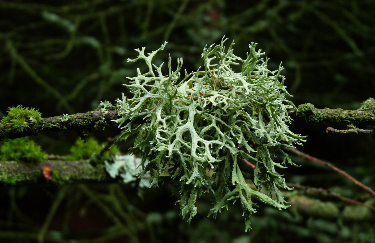 Evernia prunastri (door Bert Oving)