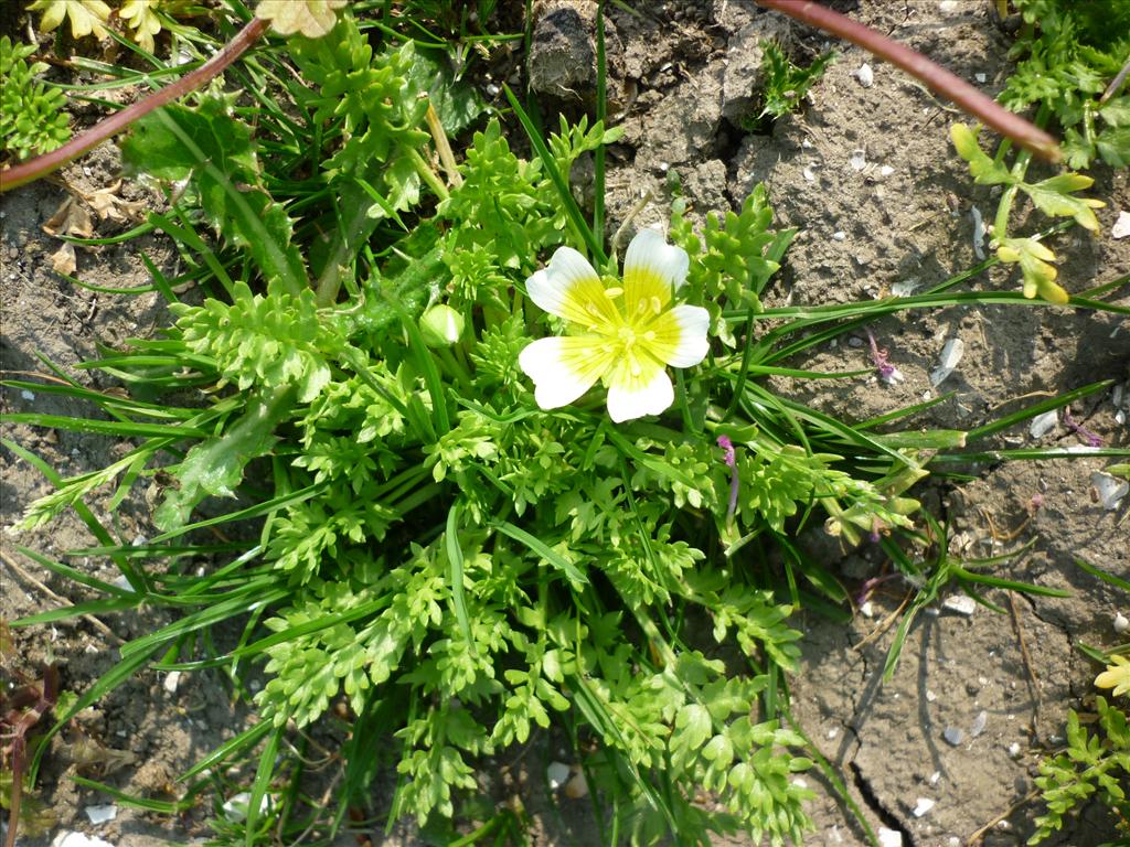 Limnanthes douglasii (door Remco van Ek)