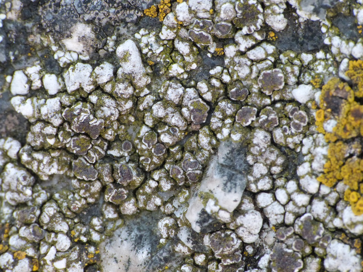 Lecanora cenisia (door Guido Berger)