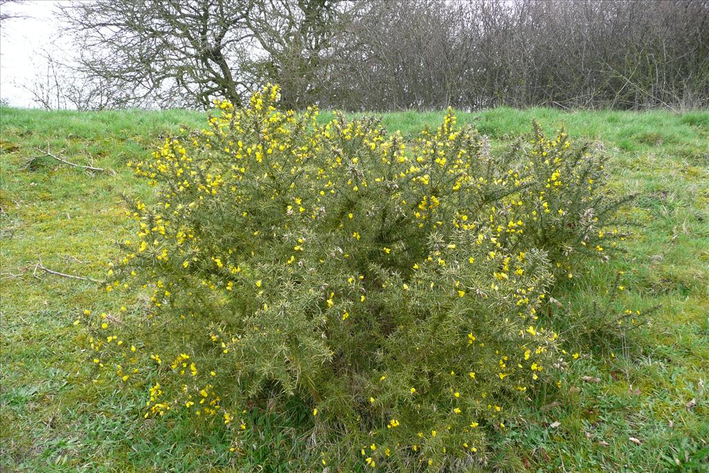 Ulex europaeus (door Annie Vos)