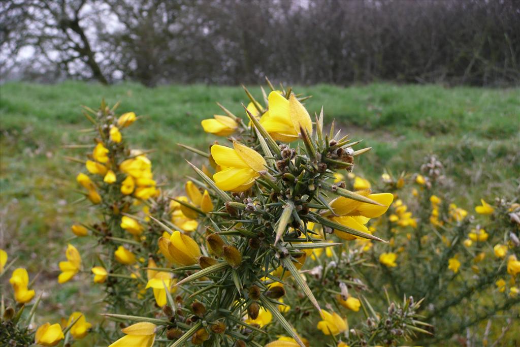 Ulex europaeus (door Annie Vos)