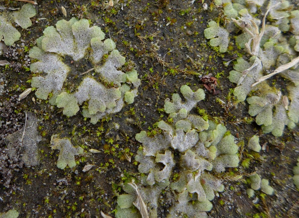 Riccia crystallina (door Jelle van Dijk)