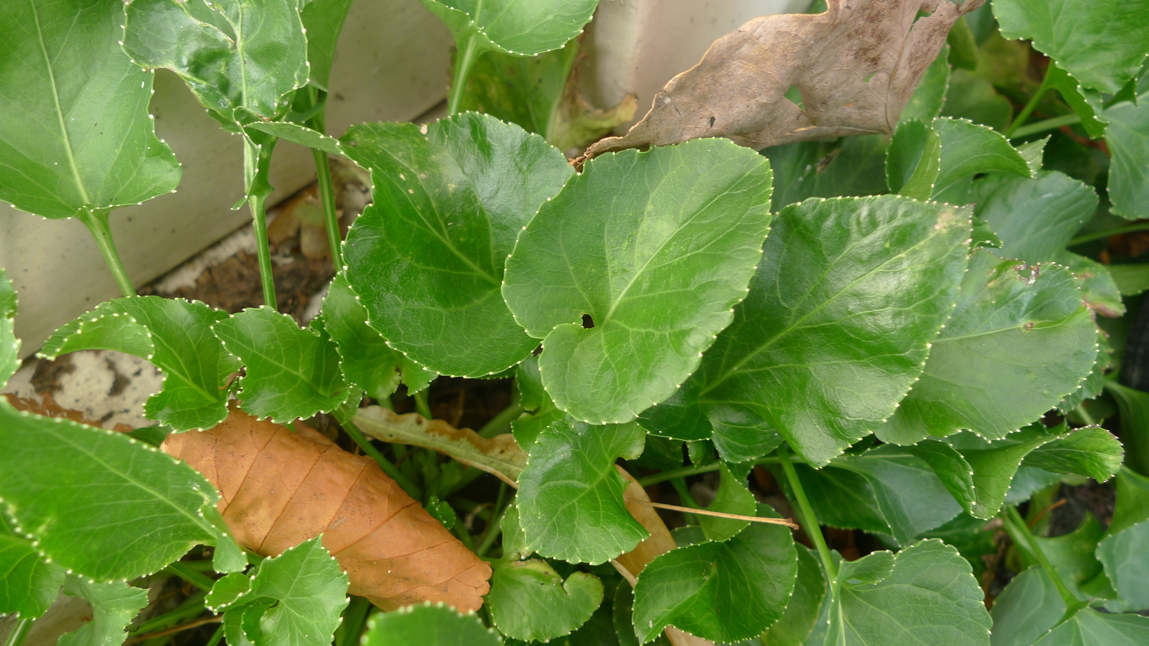 Campanula pyramidalis (door Sipke Gonggrijp)