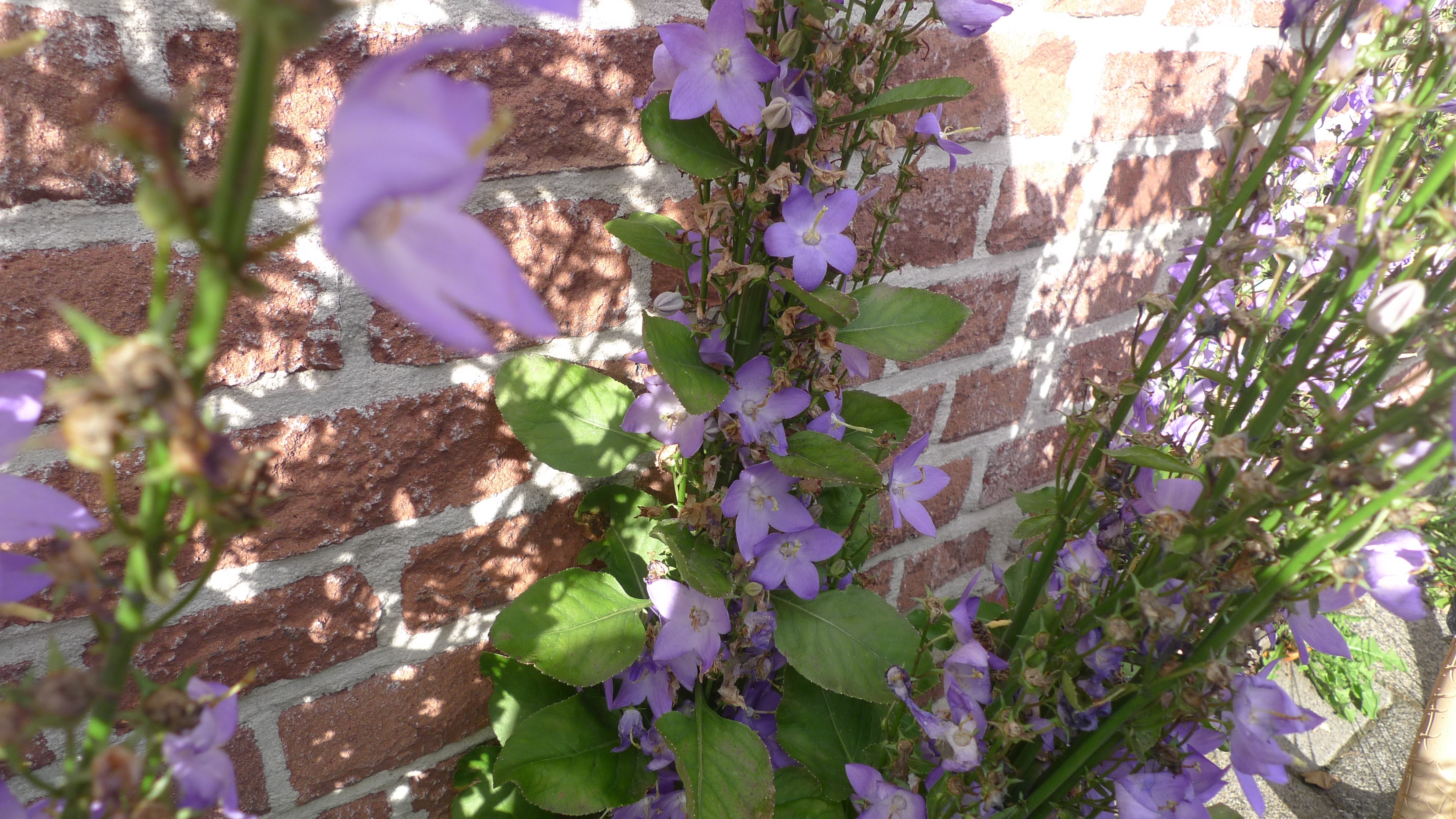 Campanula pyramidalis (door Sipke Gonggrijp)