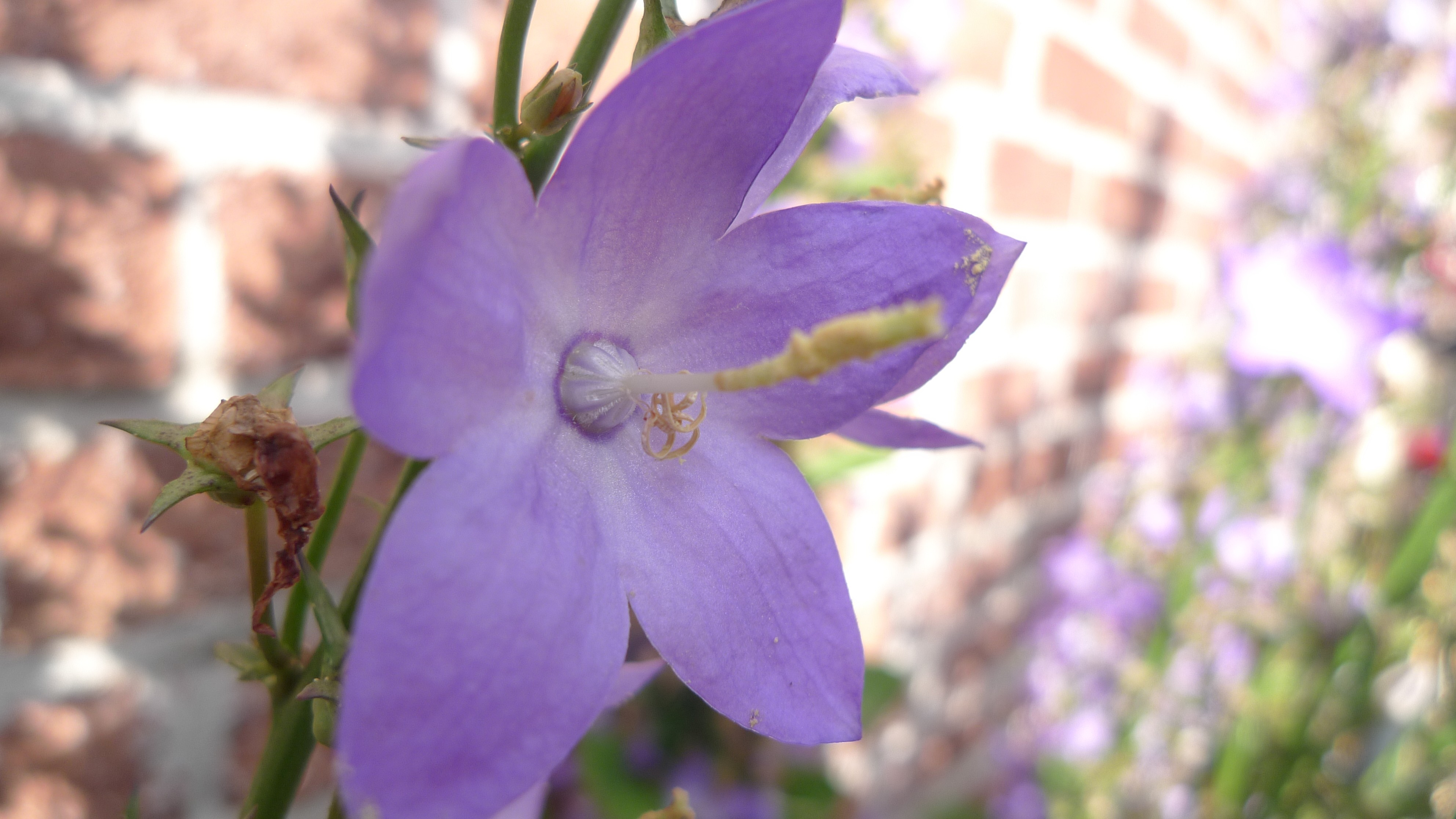 Campanula pyramidalis (door Sipke Gonggrijp)