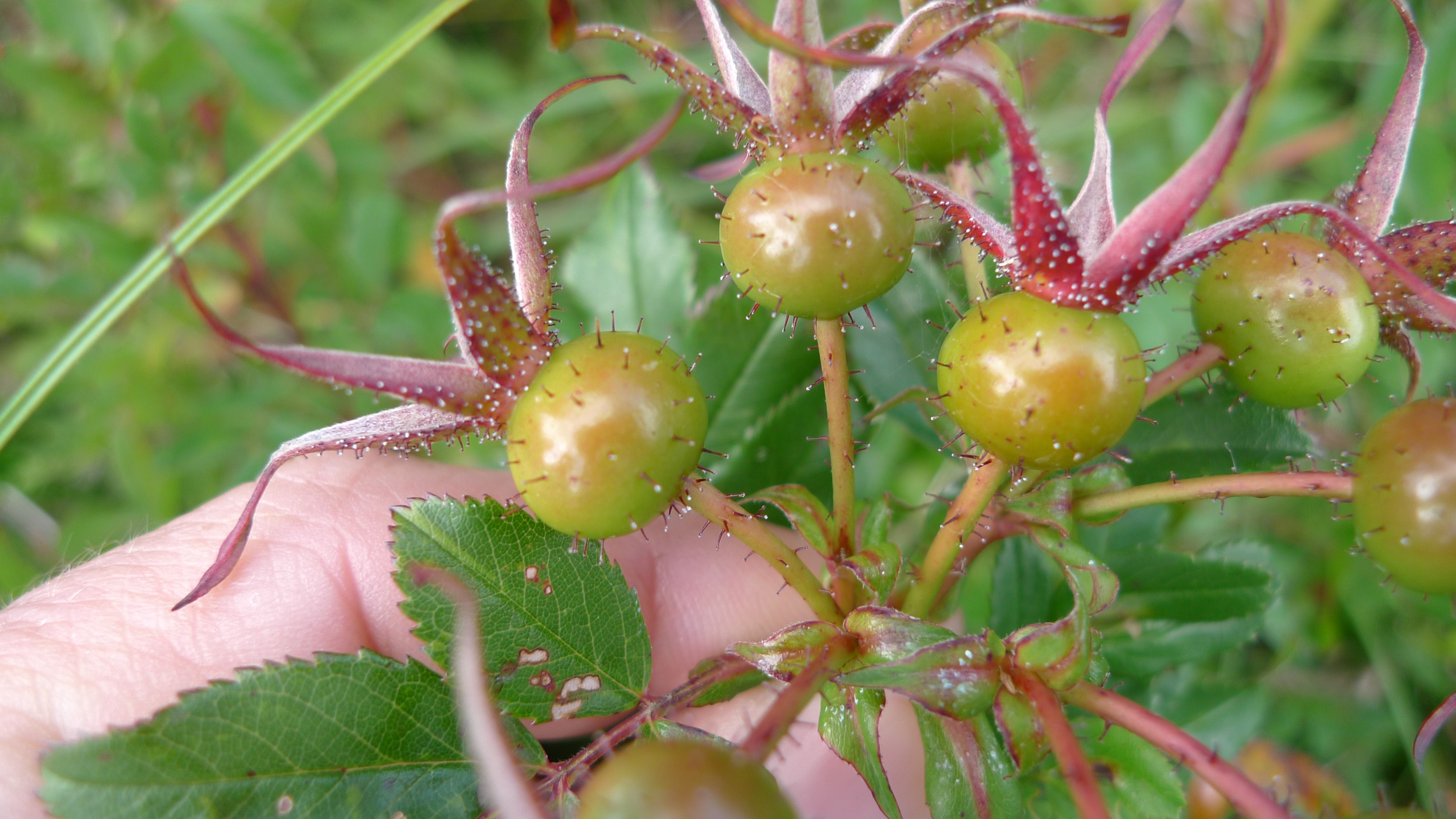 Rosa virginiana (door Sipke Gonggrijp)