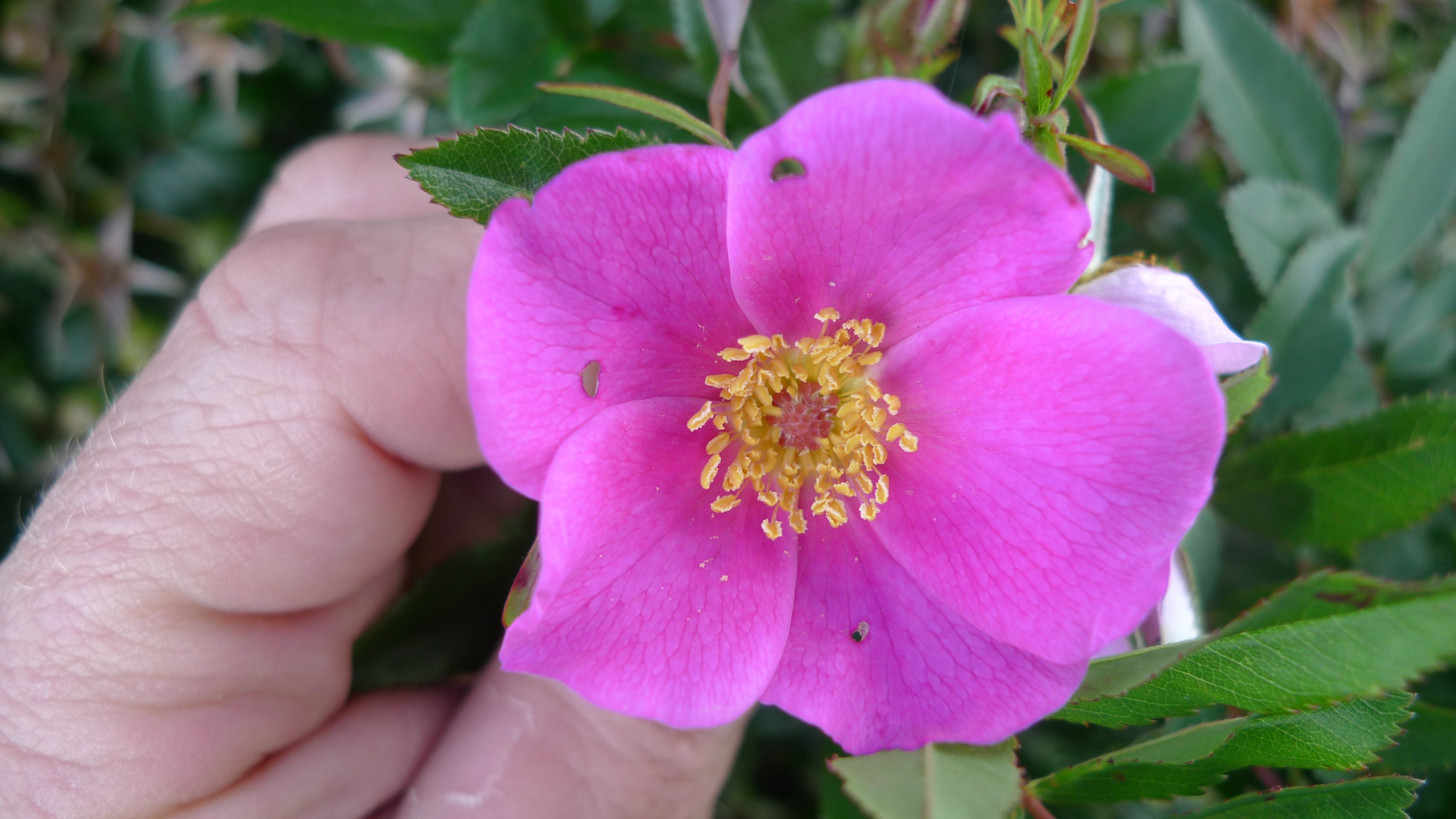 Rosa virginiana (door Sipke Gonggrijp)