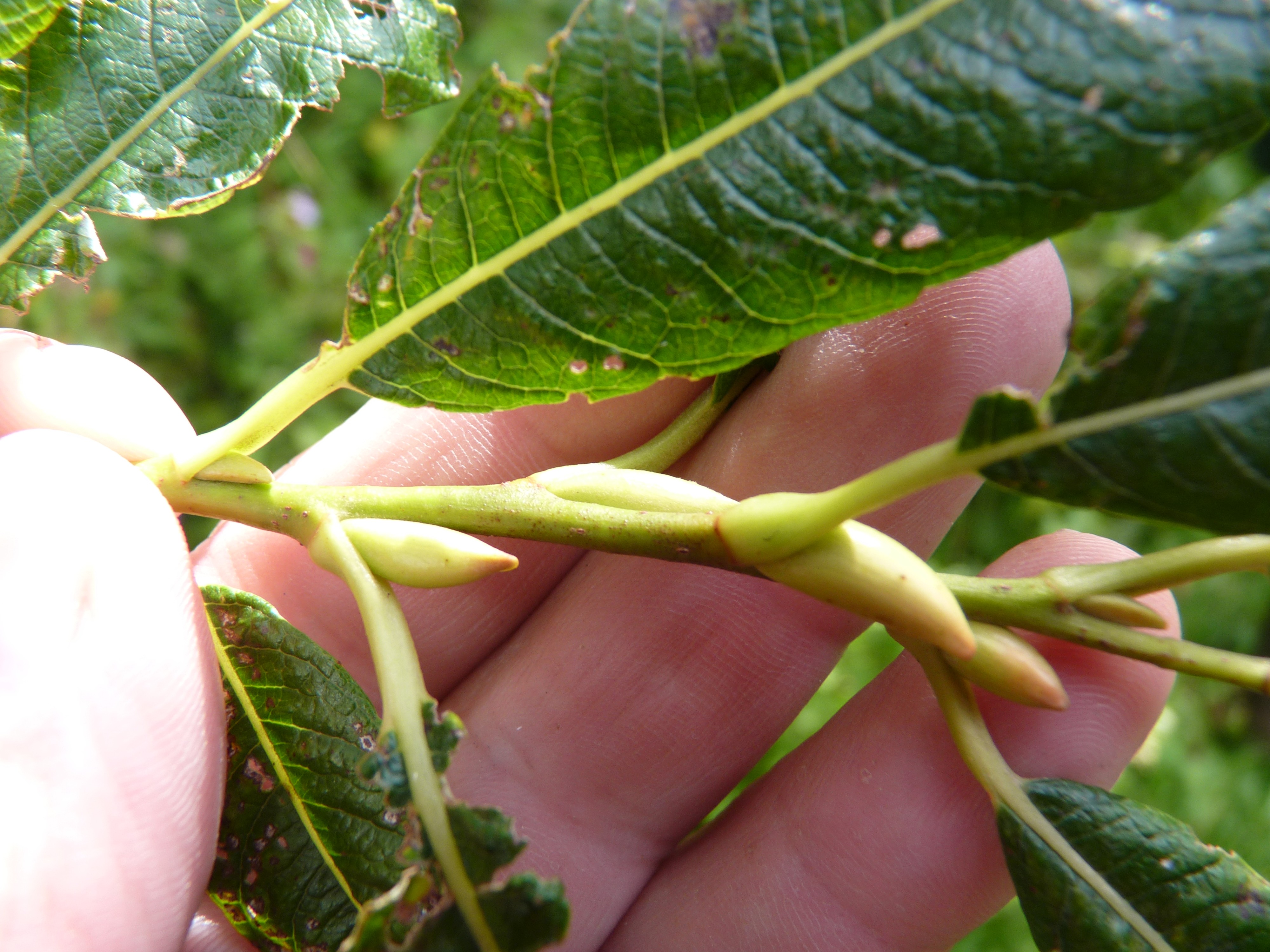 Salix x sericans (door Sipke Gonggrijp)