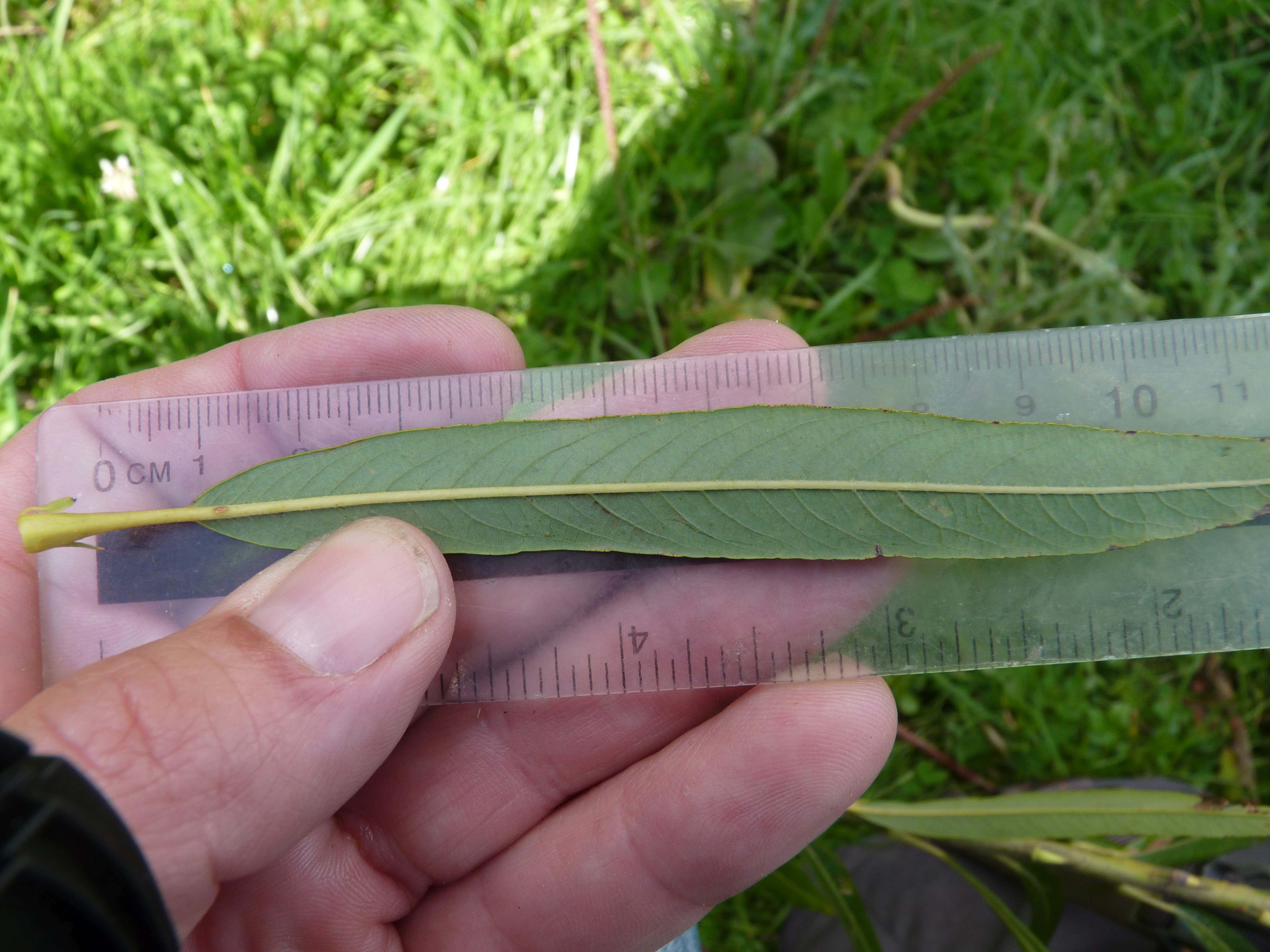 Salix x rubra (door Sipke Gonggrijp)