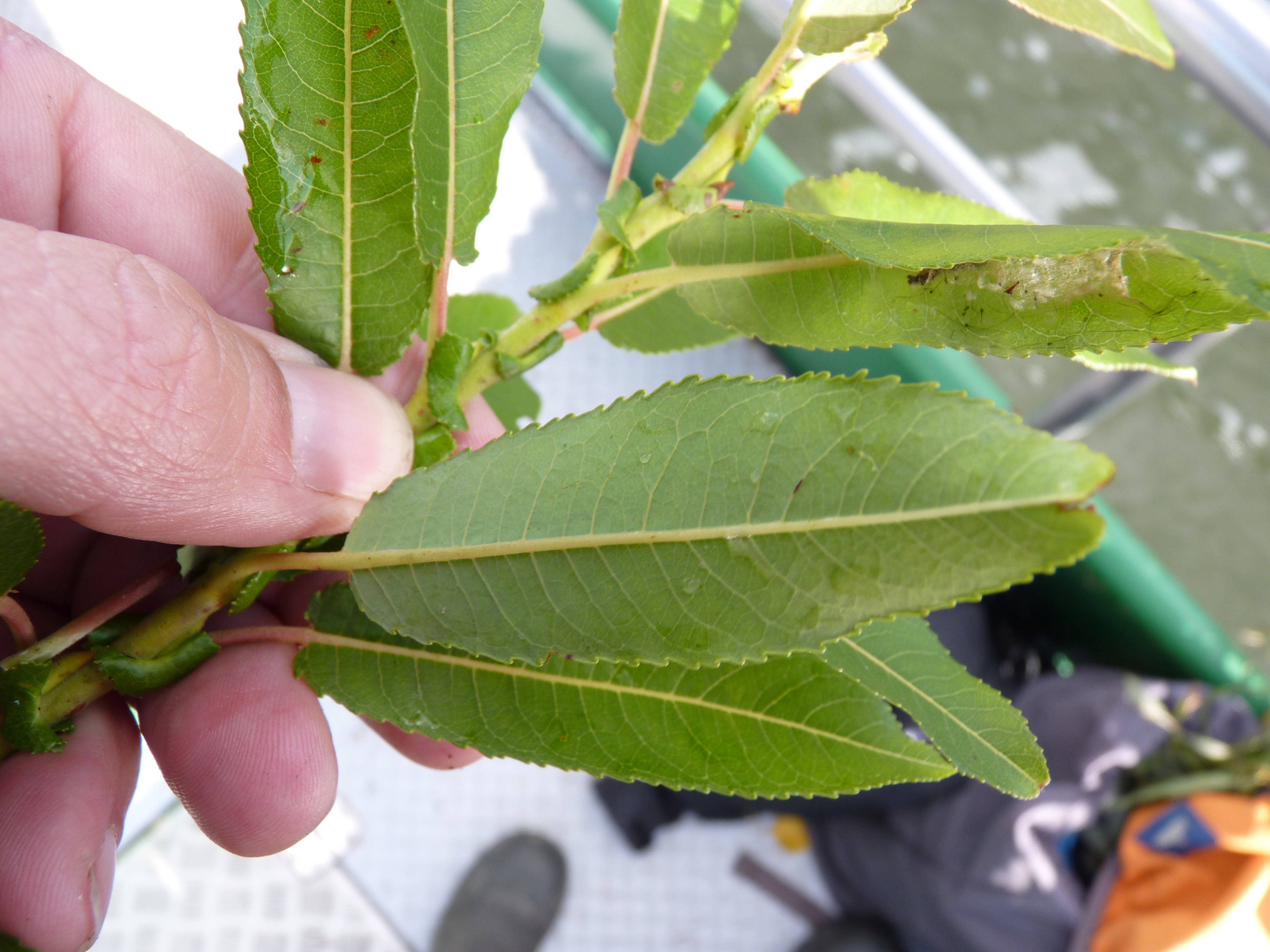 Salix eriocephala (door Sipke Gonggrijp)