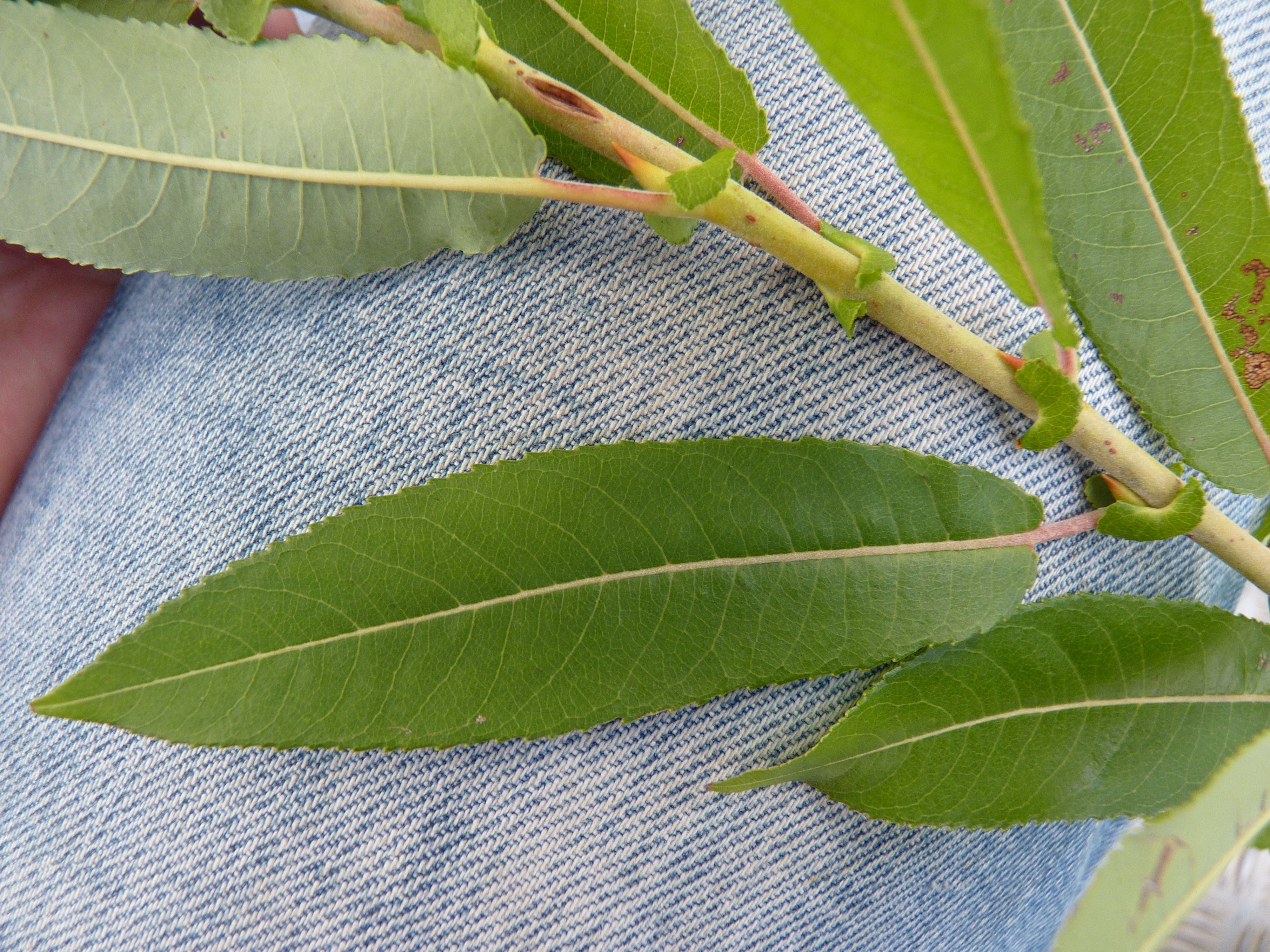 Salix eriocephala (door Sipke Gonggrijp)