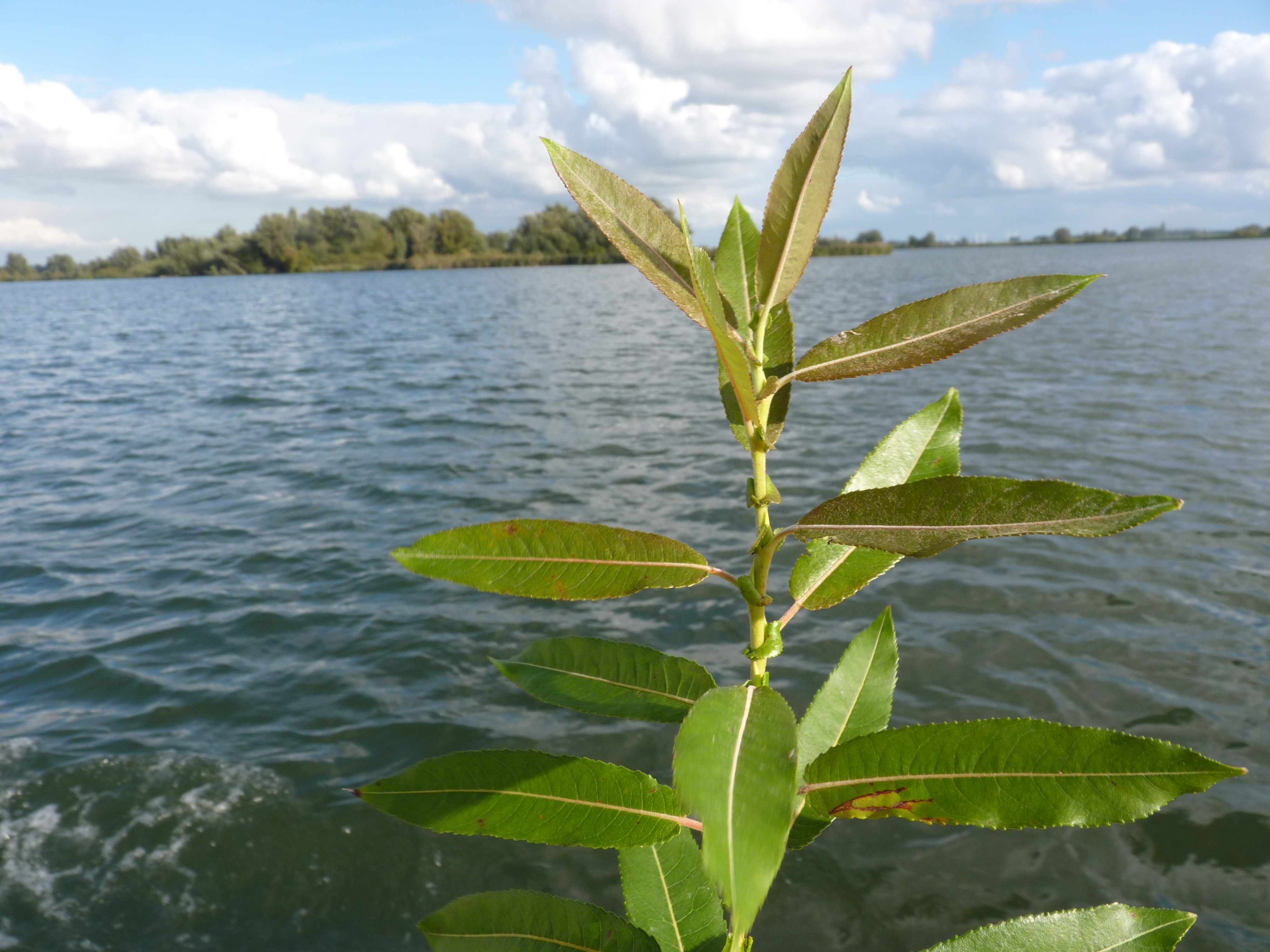 Salix eriocephala (door Sipke Gonggrijp)