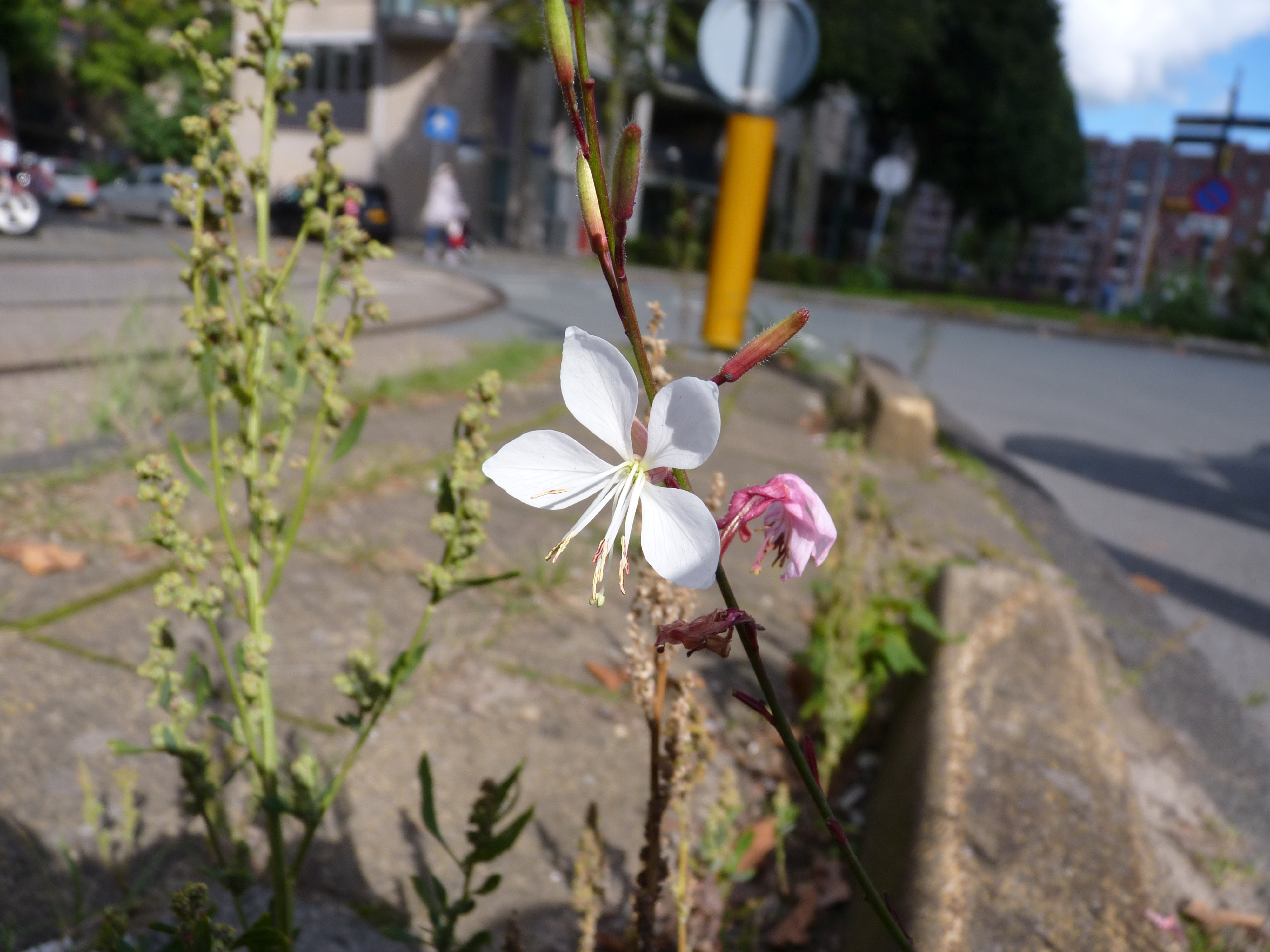 Oenothera lindheimeri (door Sipke Gonggrijp)