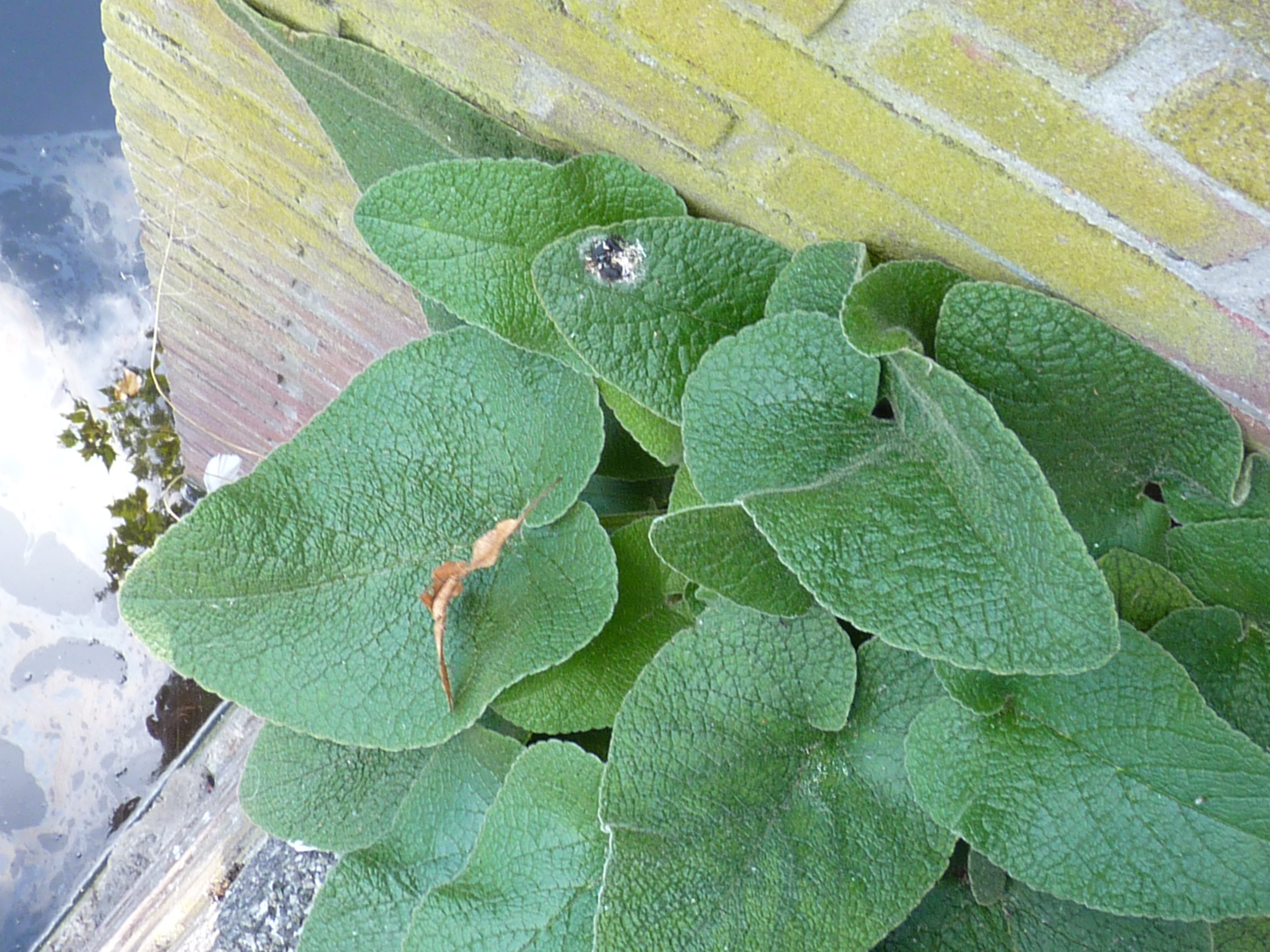 Phlomis russeliana (door Sipke Gonggrijp)