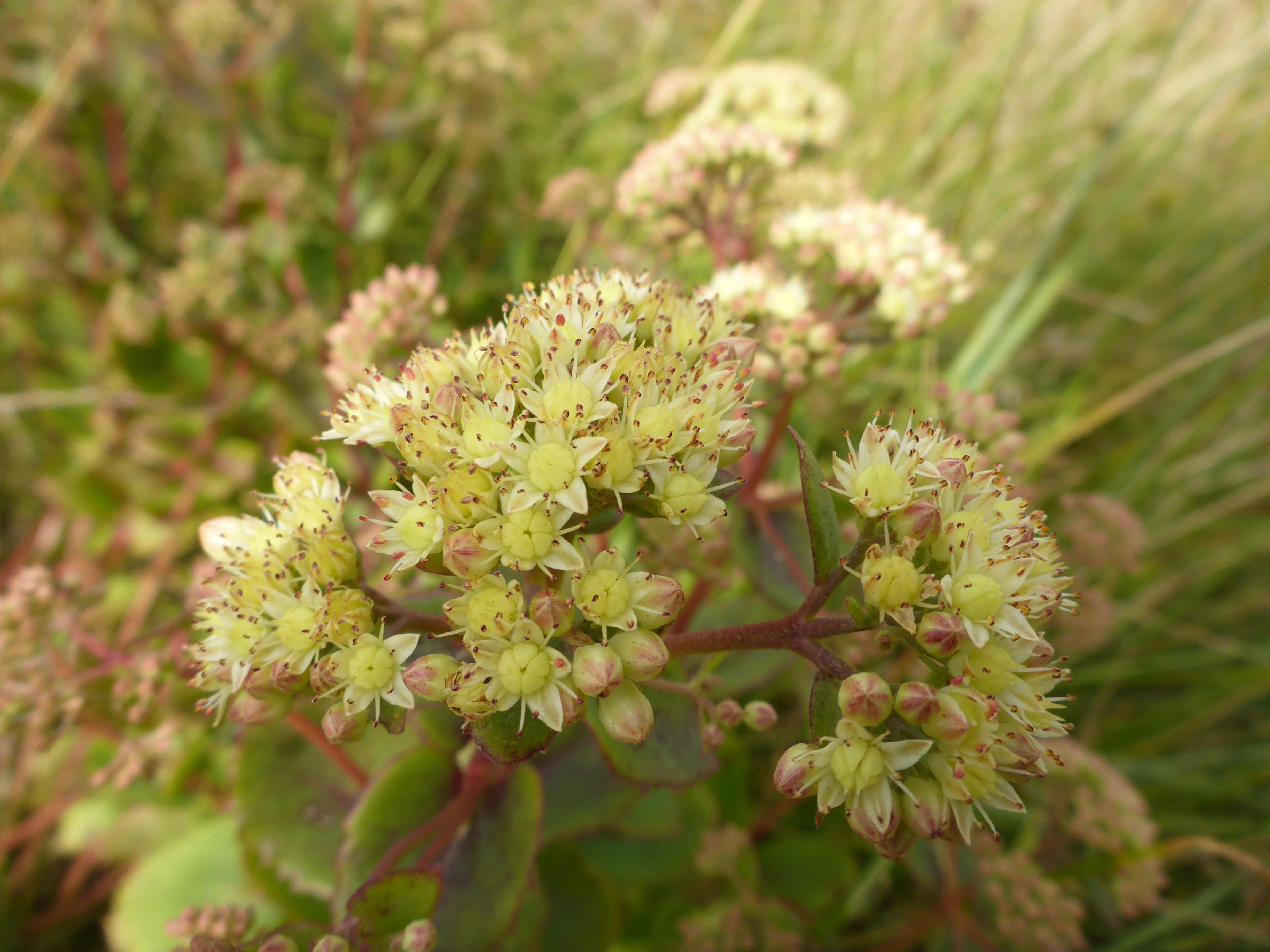 Hylotelephium telephium subsp. maximum (door Erik Simons)