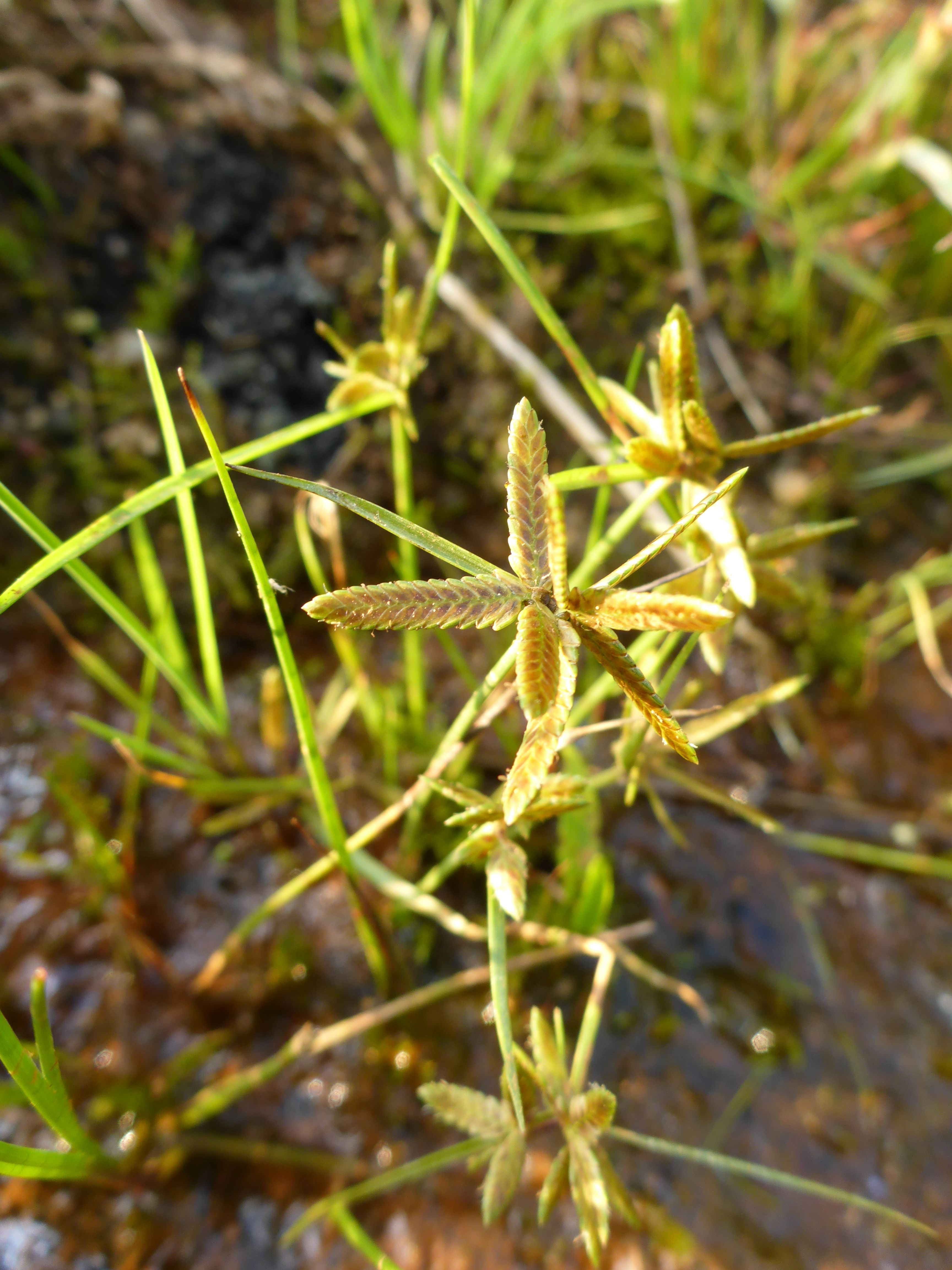 Cyperus flavescens (door Erik Simons)