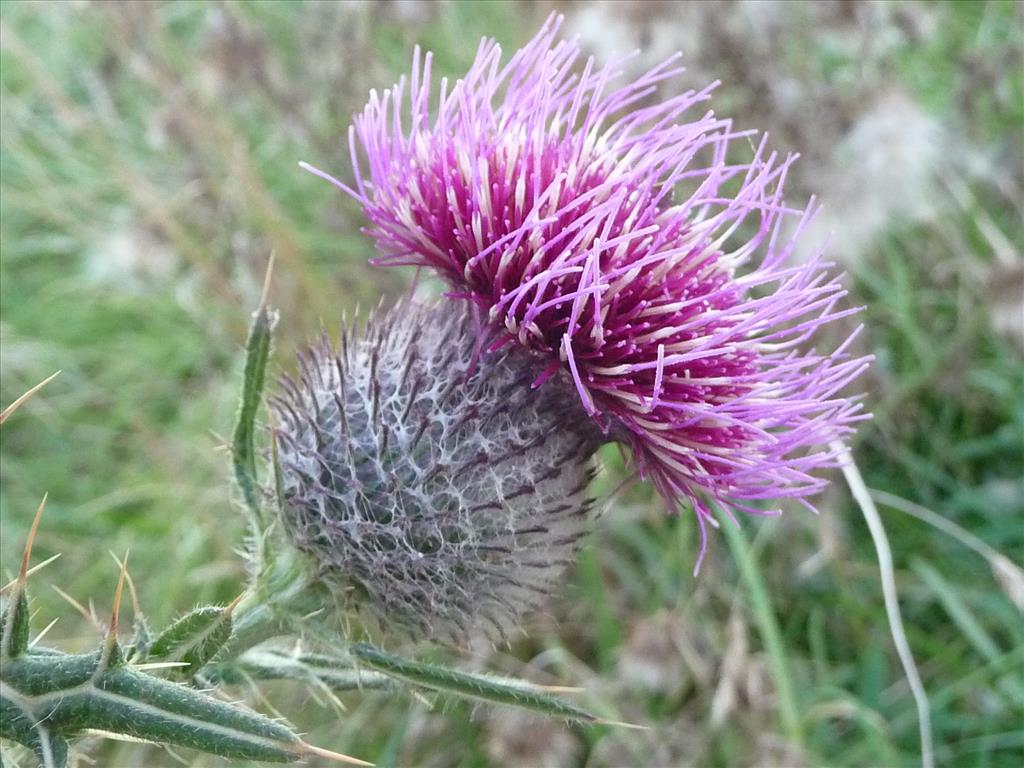 Cirsium eriophorum (door Nelly Koens)