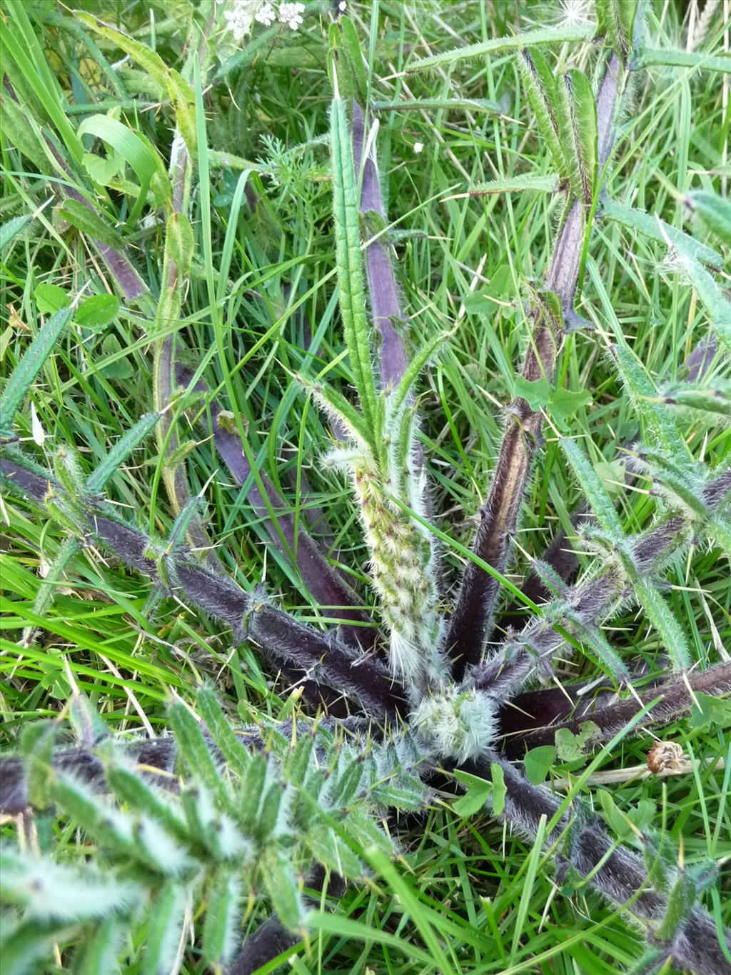 Cirsium eriophorum (door Nelly Koens)