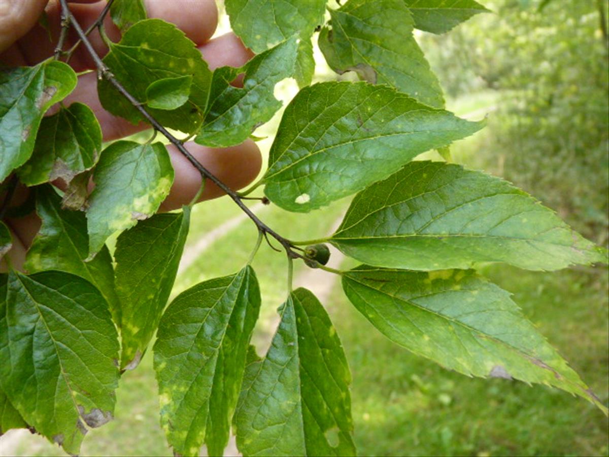 Celtis occidentalis (door Sipke Gonggrijp)