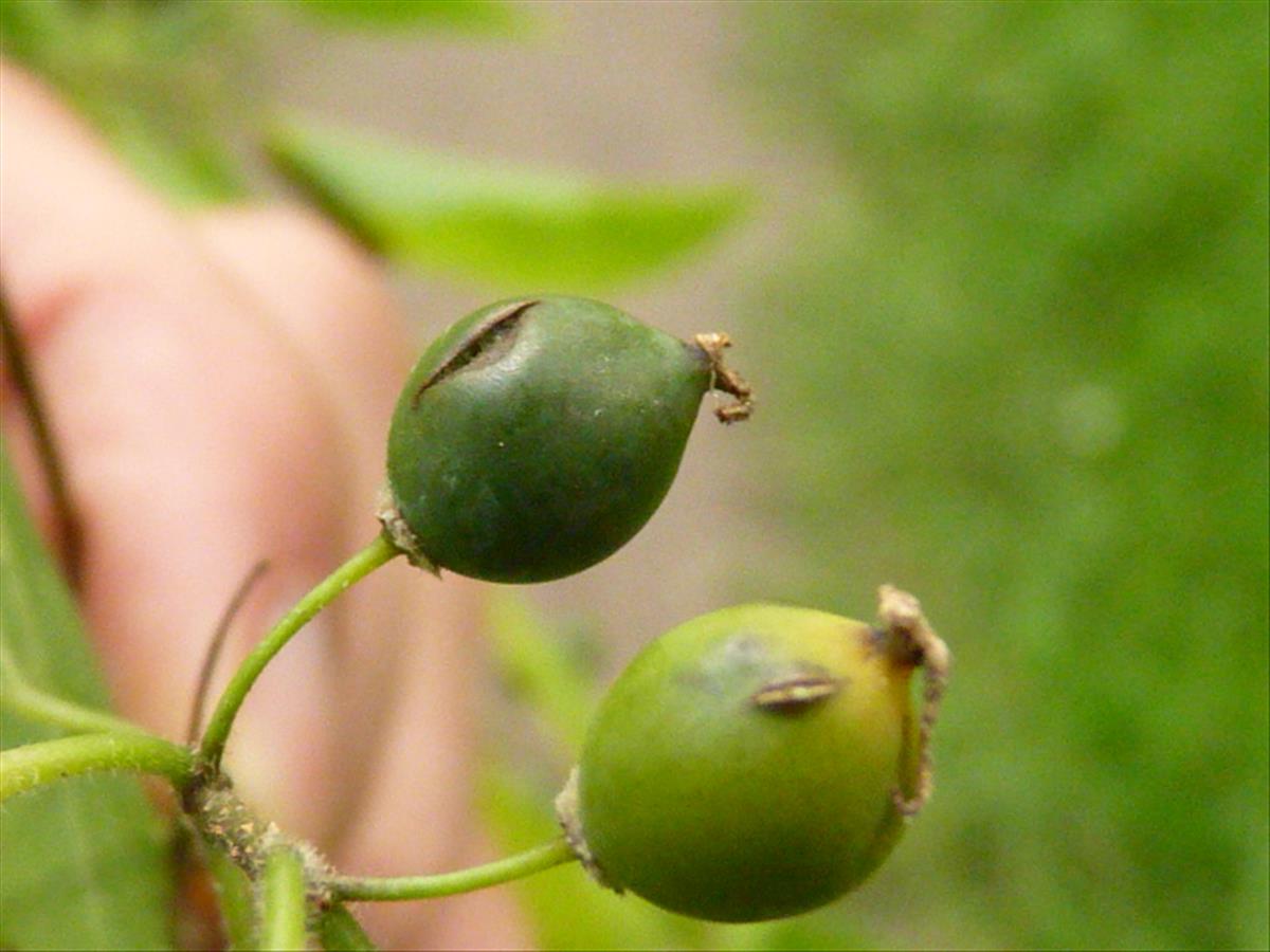 Celtis occidentalis (door Sipke Gonggrijp)