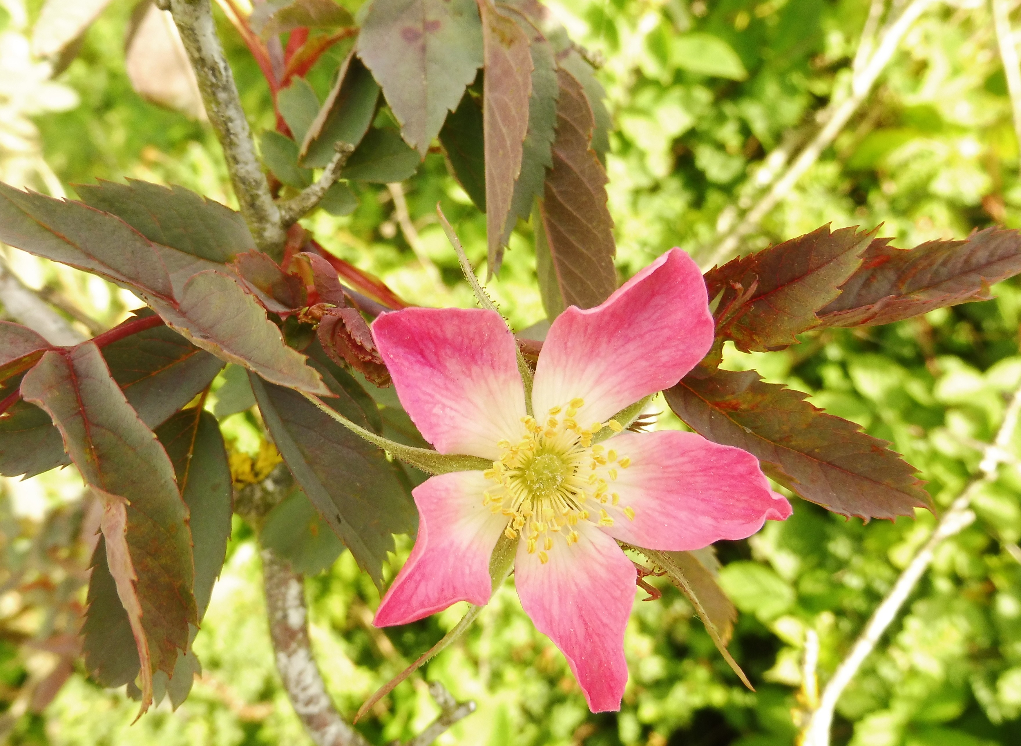 Rosa glauca (door Arien Slagt)