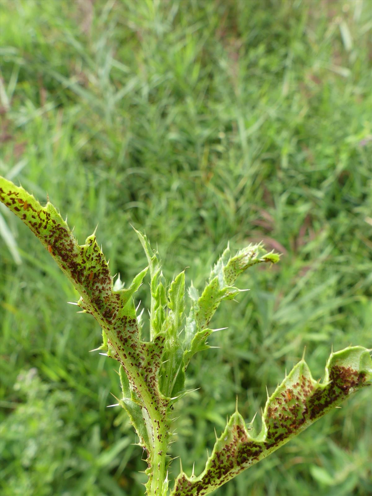 Puccinia punctiformis (door Frans Ozinga)