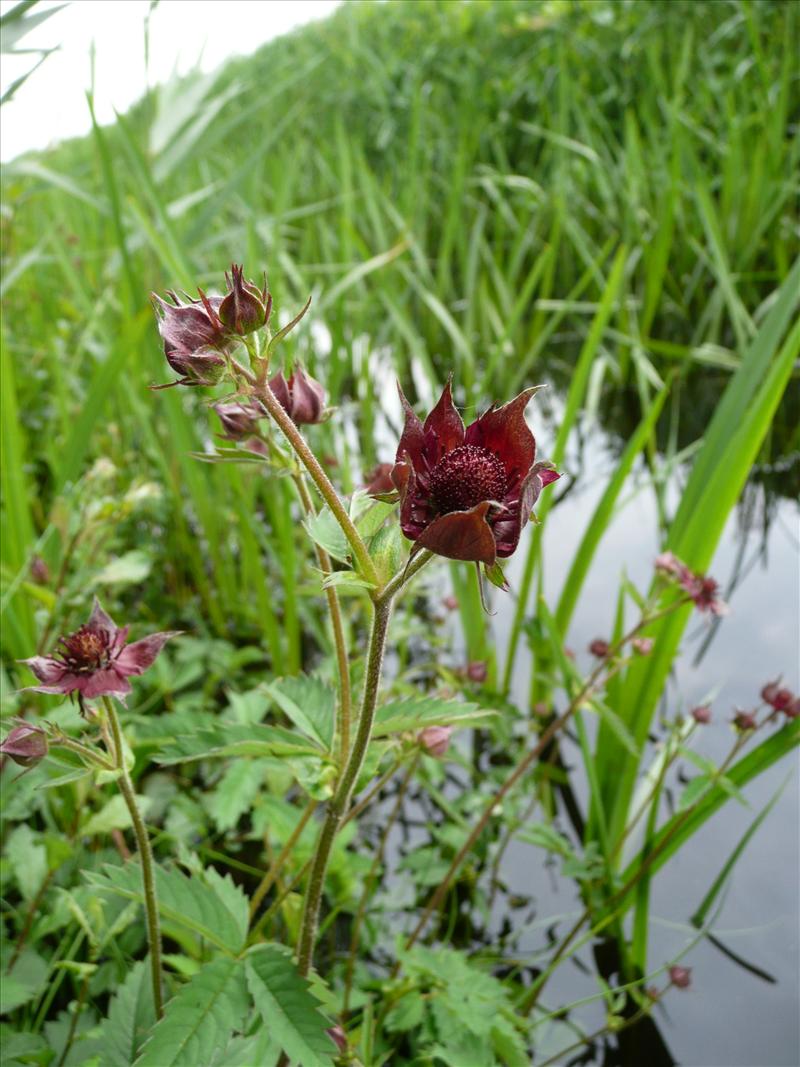 Comarum palustre (door Annie Vos)