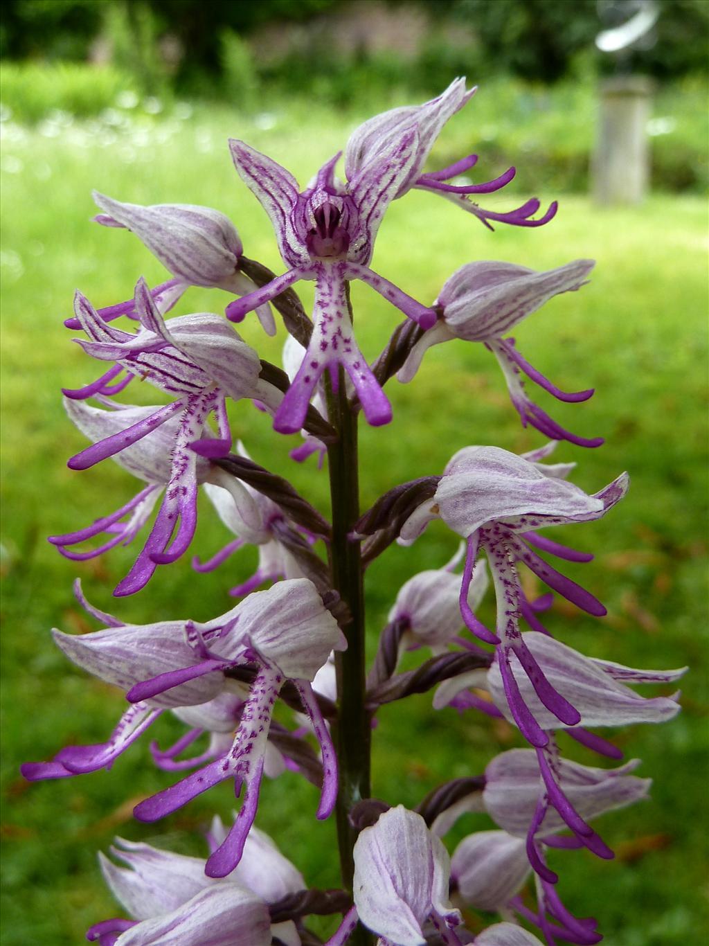 Orchis militaris (door Marian Baars)