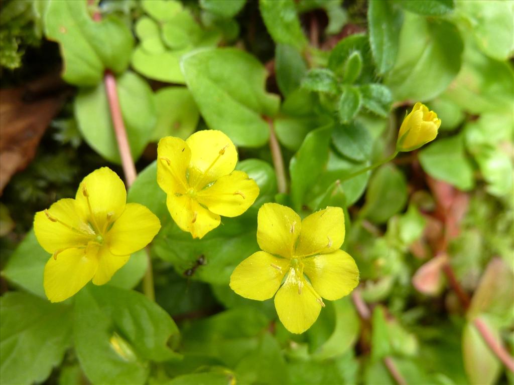 Lysimachia nemorum (door Marian Baars)