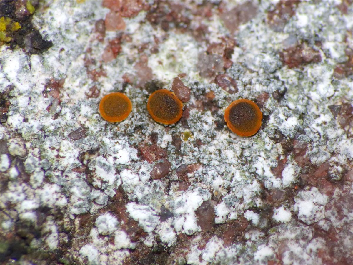 Pyrenodesmia albolutescens (door Matthijs Molenaar)
