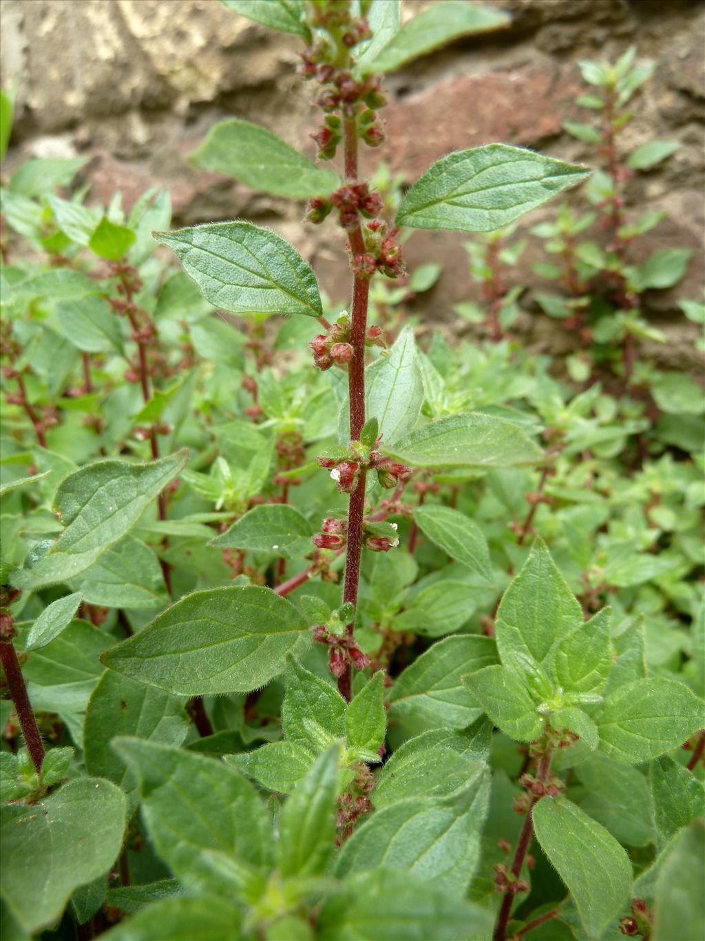 Parietaria judaica (door Marian Baars)