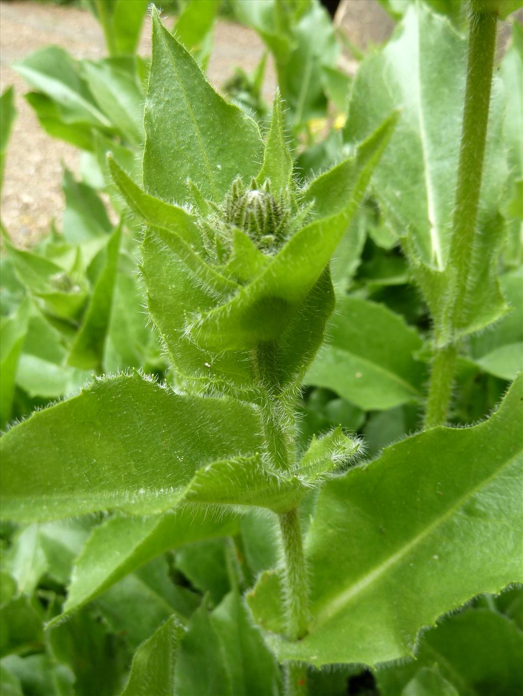 Hieracium sect. Amplexicaulia (door Marian Baars)