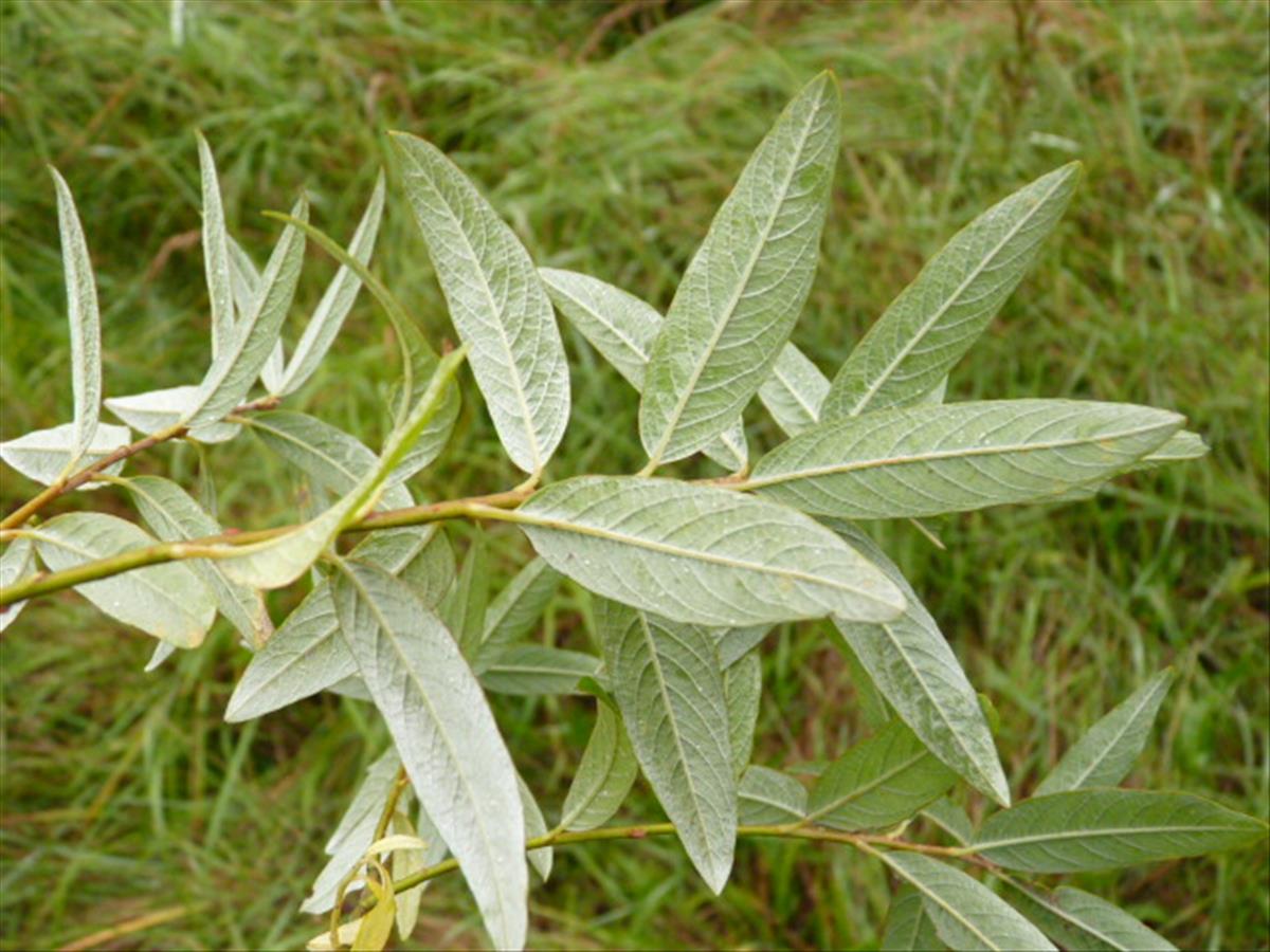 Salix x friesiana (door Sipke Gonggrijp)