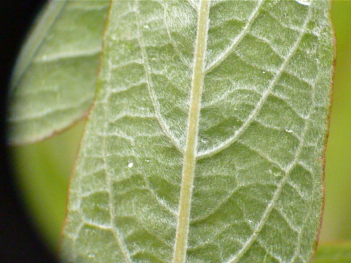 Salix x friesiana (door Sipke Gonggrijp)