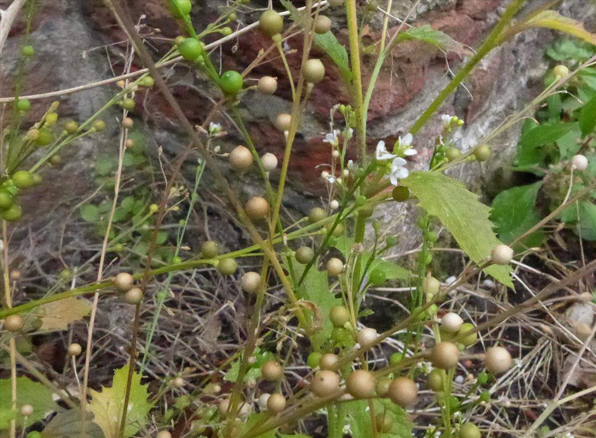 Crambe hispanica subsp. abyssinica (door Jelle van Dijk)